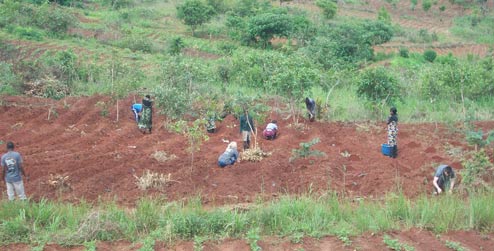 Planting soya beans